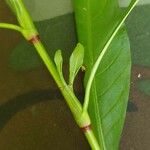 Persicaria hydropiper Hoja