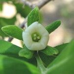 Diospyros texana Flower