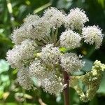 Angelica sylvestris Blüte