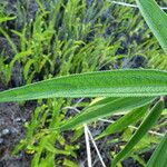 Boehmeria penduliflora Folha