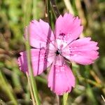 Dianthus deltoidesFlor