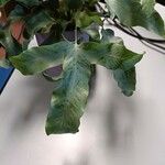 Phlebodium aureum Лист