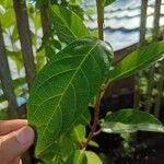 Ficus racemosa Foglia