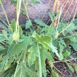 Papaver atlanticum पत्ता