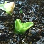 Pinguicula grandiflora Likasa