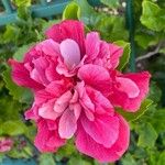 Hibiscus mutabilis Кветка
