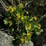 Ranunculus pygmaeus Habitus