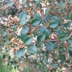 Osmanthus delavayi Egyéb
