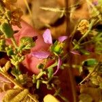 Fagonia latifolia Flor
