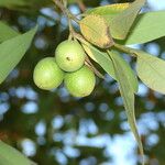 Umbellularia californica Gyümölcs