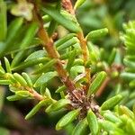 Empetrum nigrum Hoja