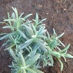 Lavandula angustifolia葉