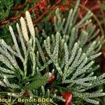 Lycopodium × oellgaardii Leaf