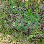 Trifolium montanum Flors