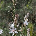 Asphodelus ramosusBlomma