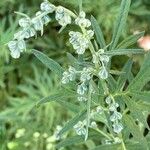 Artemisia verlotiorumЦвят