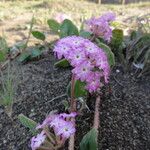 Abronia umbellata Хабит