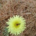 Urospermum dalechampiiBlomst