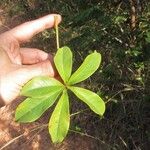 Cybistax antisyphilitica Leaf