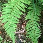 Polystichum aculeatum Blad