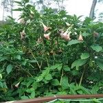 Brugmansia aurea Habitus