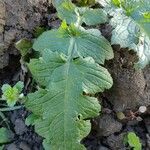 Carduus crispus Leaf