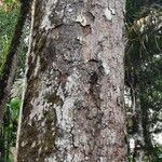 Gordonia fruticosa 树皮
