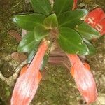 Columnea lepidocaulis Flower