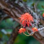 Erythrina abyssinica Цвят