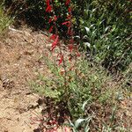 Penstemon centranthifolius Habit