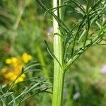 Jacobaea adonidifolia Ŝelo