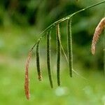 Carex pendula Autre
