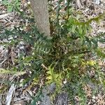 Banksia blechnifolia Φύλλο