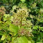 Hedera azorica Flower