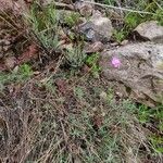 Dianthus pungens Habitus