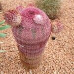 Echinocereus rigidissimus 叶