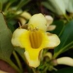 Gmelina magnifica Floare