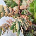 Kalanchoe fedtschenkoi Leaf