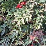 Nandina domestica Habit