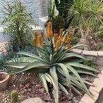 Aloe excelsa Цветок