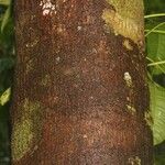 Tapirira guianensis Bark