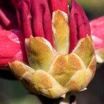 Rhododendron haematodes Žiedas