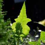 Sonchus oleraceus Blad