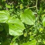 Smilax herbacea ഇല