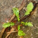 Crepis bursifolia Blad