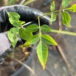 Zanthoxylum bungeanum Leaf