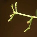 Psychotria cupularis ᱥᱟᱠᱟᱢ