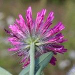 Trifolium purpureum Inny