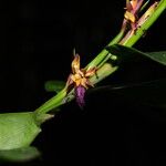 Ischnosiphon puberulus Flor