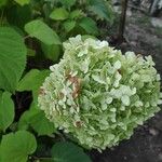 Hydrangea arborescensКвітка